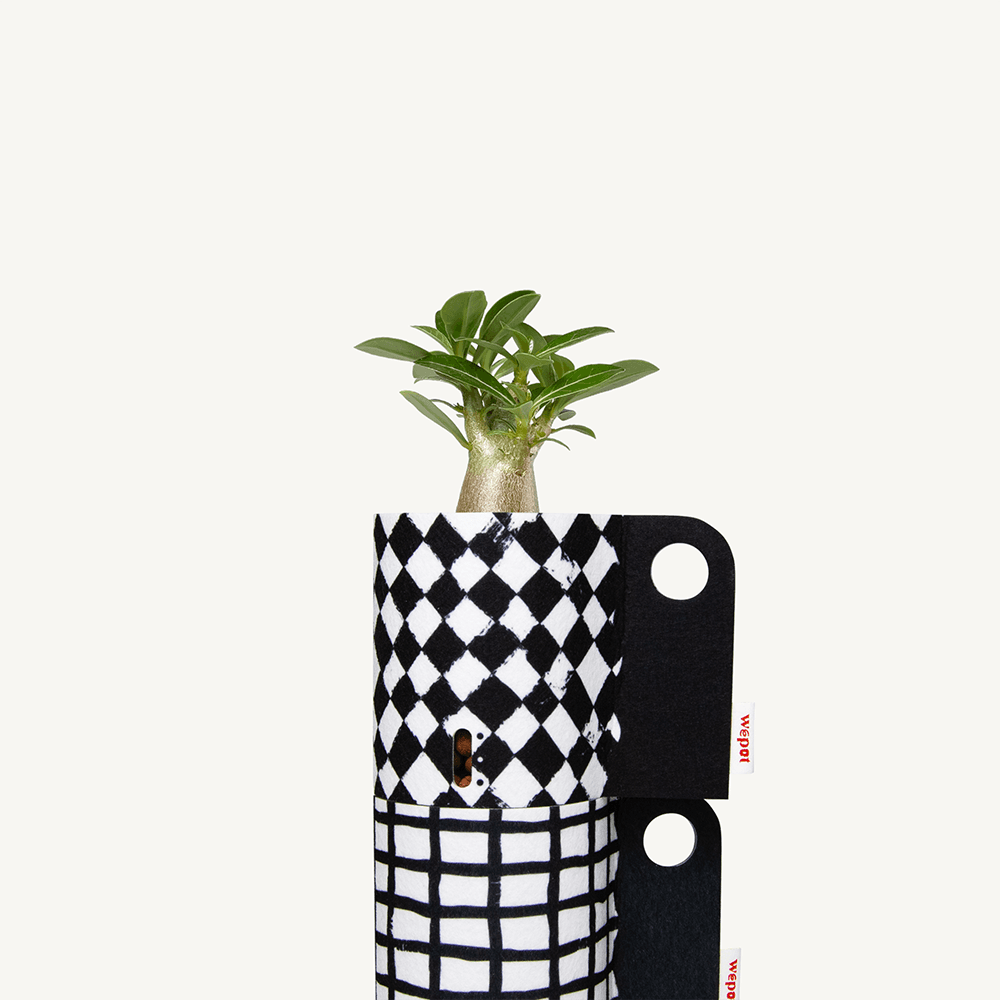 반수경재배 식물키트 레이어드 블랙 - 아데니움 오베숨 S