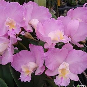 카틀레야.정통원조크리스마스로즈.대자사이즈.예쁜핑크색.아주예뻐요.아주좋은향.인기상품.~