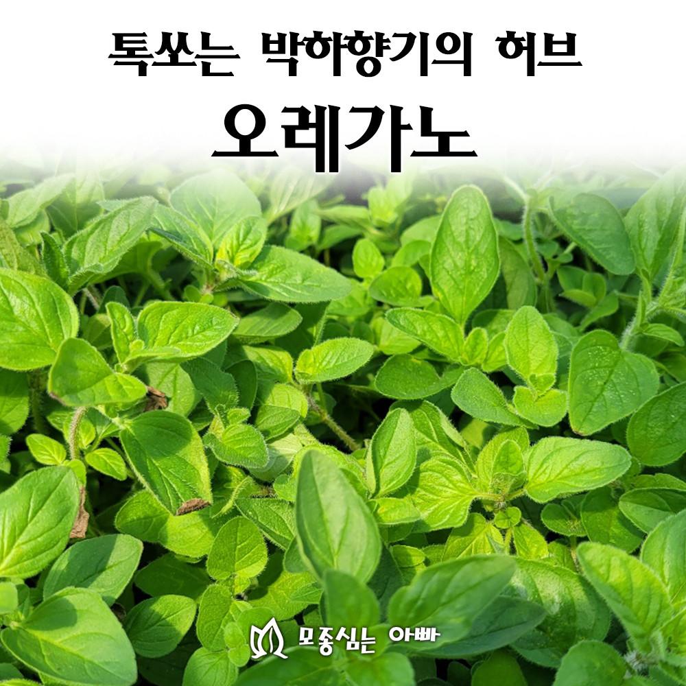 [모종심는아빠] 톡쏘는 박하향기의 허브 오레가노모종