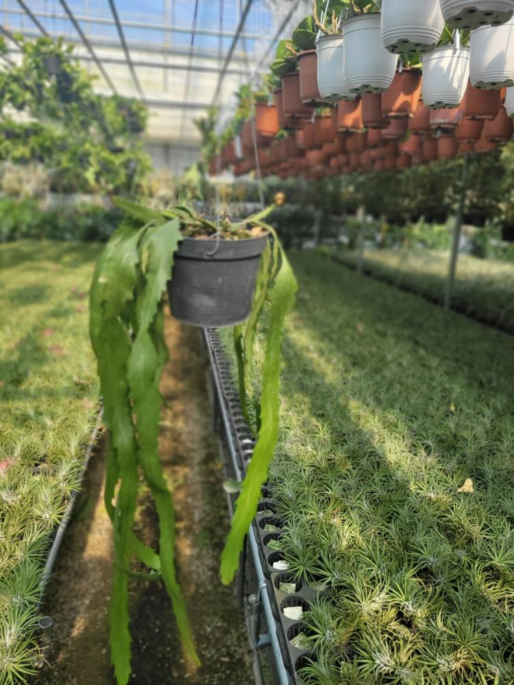 뉴쇼우 립살리스뉴쇼우 행잉플랜트 50-70cm 149