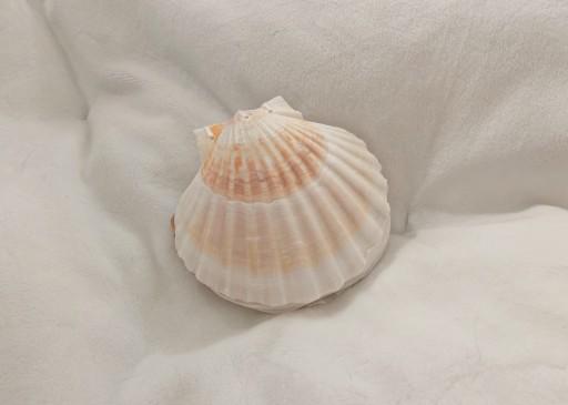 Your Seashell Note