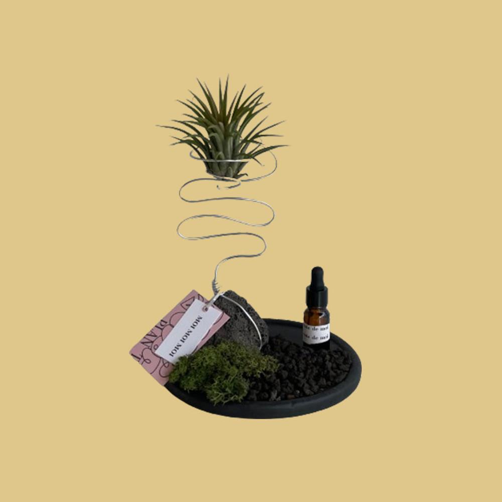 ACDM x DOOWOP / 이오난사, 틸란드시아, 화산석 오브제, 식물키우기, 디퓨저, 방향제
