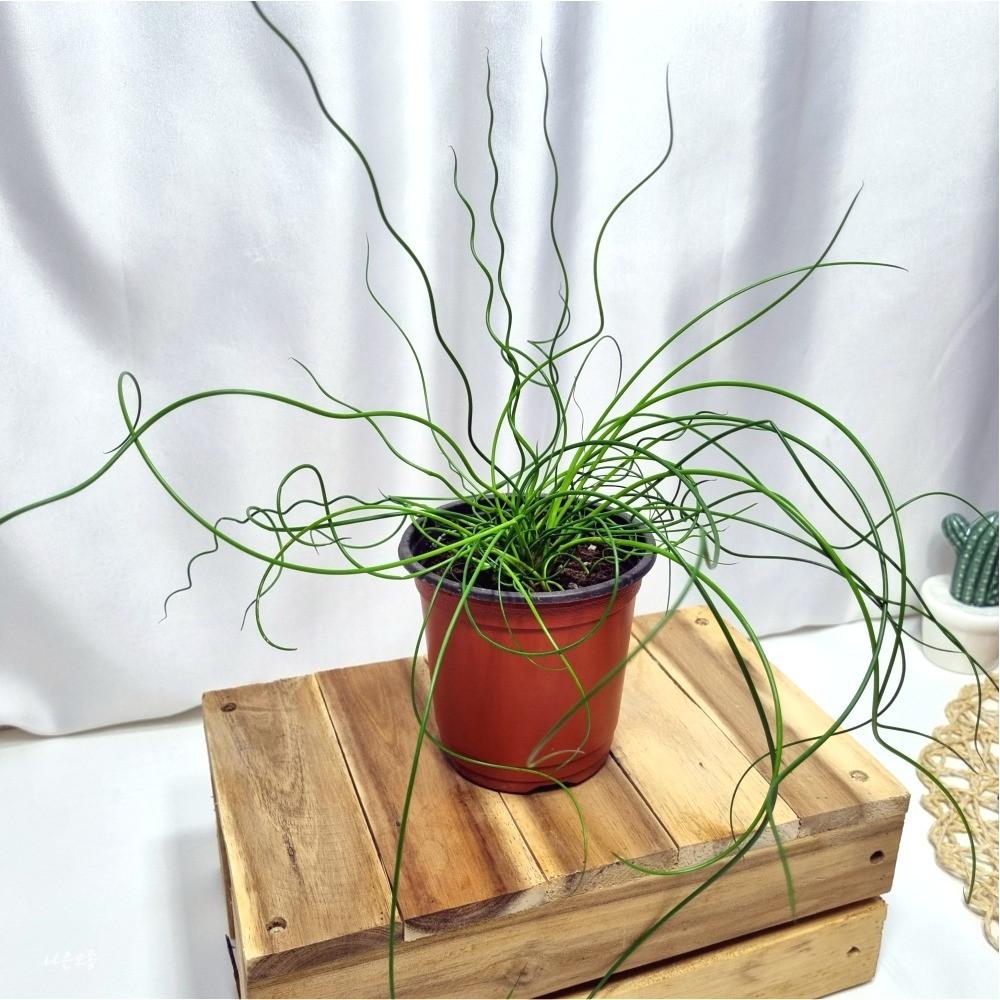 나선골풀 스프링골풀 고수골풀 준쿠스 반려 실내 공기정화 수경재배 식물