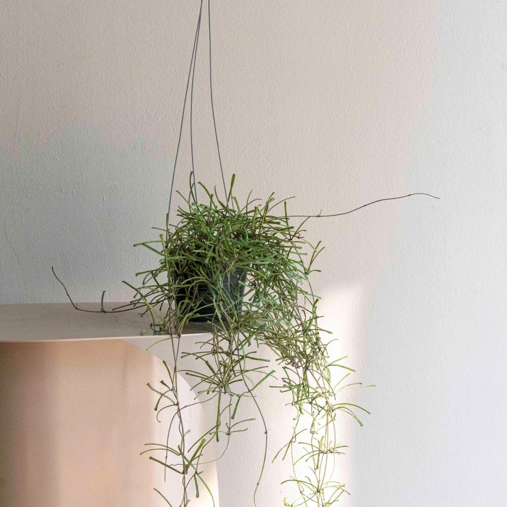 호야 스파이더 레투사 시크한 감성의 행잉 식물