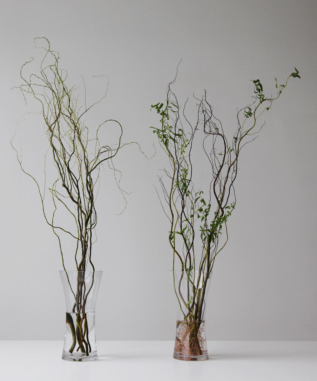 펫플랜트 곱슬버들 생화 버드나무