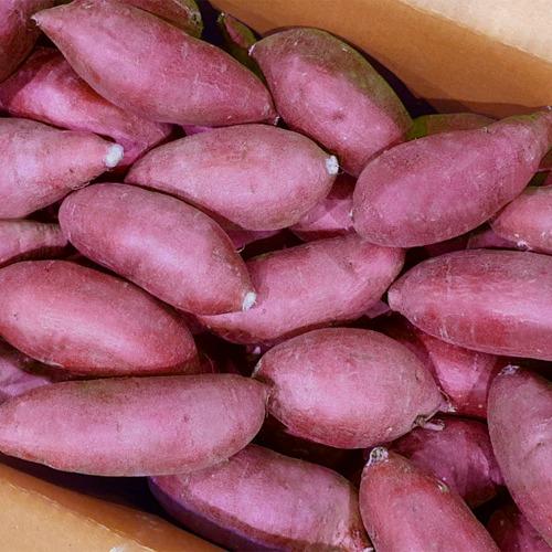 고구마 박해미 애플고구마 껍질째 바로먹는 애플구마 3kg 5kg 10kg 해나미 꿀 [인스타 한정판매]