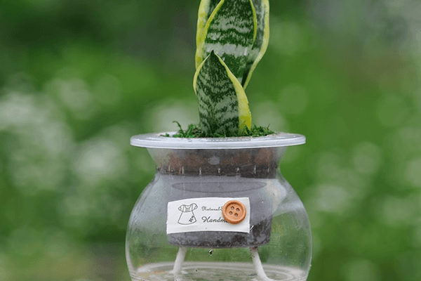 슈퍼바_옥돌 어항글라스 수경재배식물