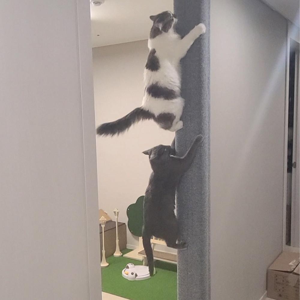 도레미파 냥오름 2m 고양이 스크래쳐 재미있는 스파이더냥 고양이장난감