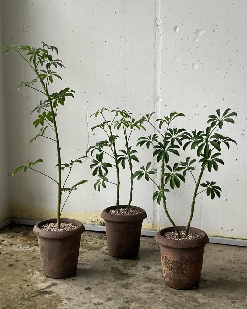 식기난게 쉐프렐라 60-80cm (랜덤발송) 250 키우기 물주기