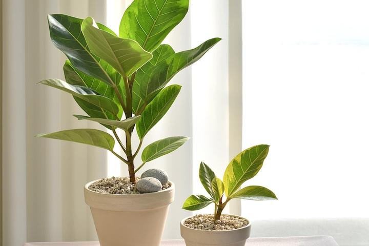 뱅갈고무나무 실내공기정화식물