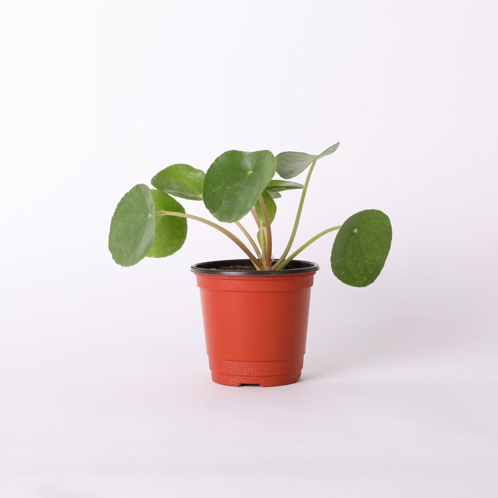 필레아페페 소형 포트 실내공기정화식물