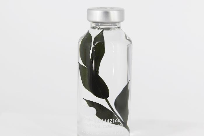 PLANT SPECIMEN - Eucalyptus 유칼립투스