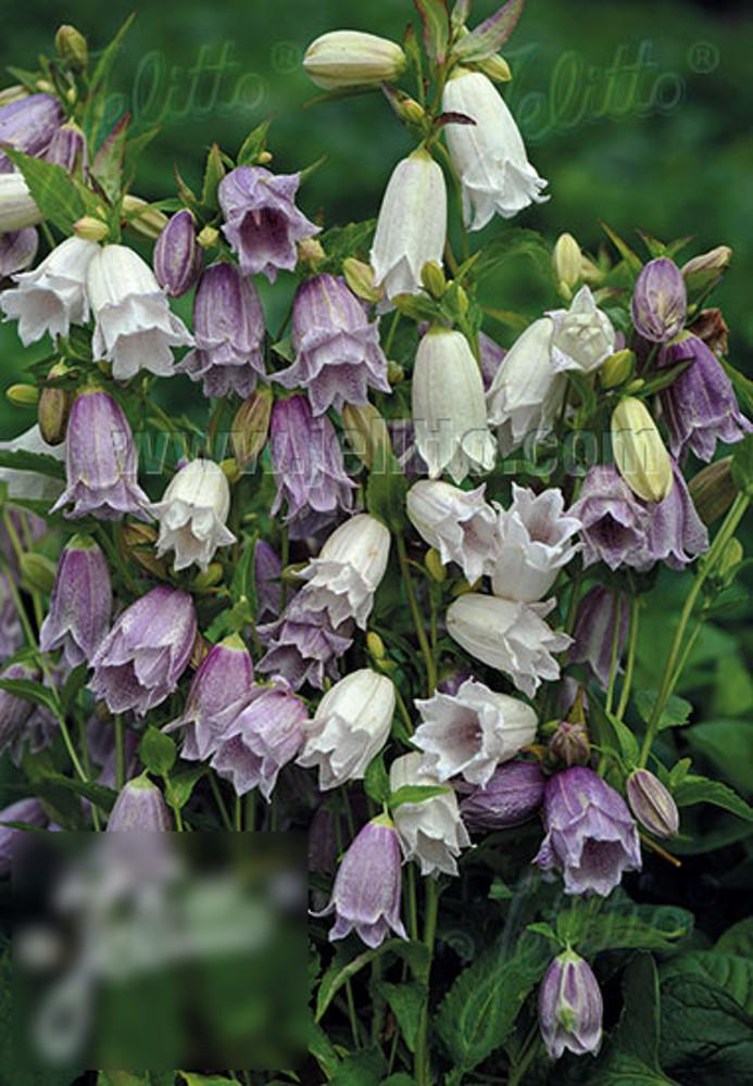 캄파눌라 타케시마나 플로어 플레노 믹스 (CAMPANULA takesimana fl. pl. 'Flore Pleno Mix') 모종 : 도개화원