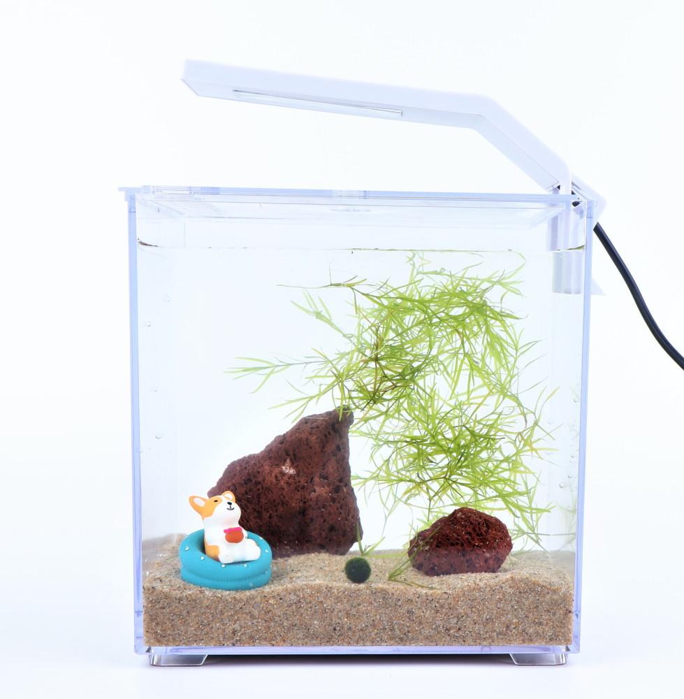 수초어항세트 미니 베타 열대어 구피키우기 수족관 마리모 새우 무환수 금사 앉아있는 강아지