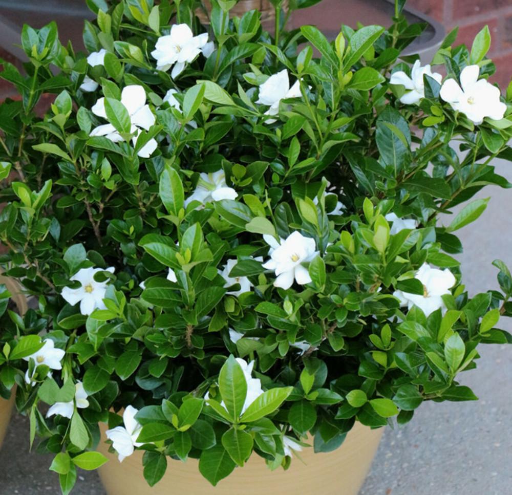 치자꽃 치자화분 치자나무 향기식물