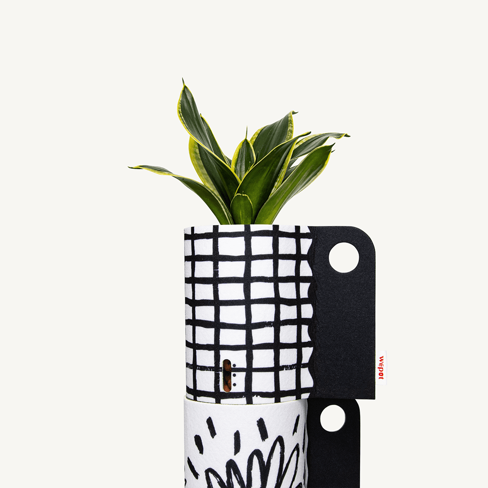 반수경재배 식물키트 레이어드 블랙 - 산세베리아 블랙스타 M