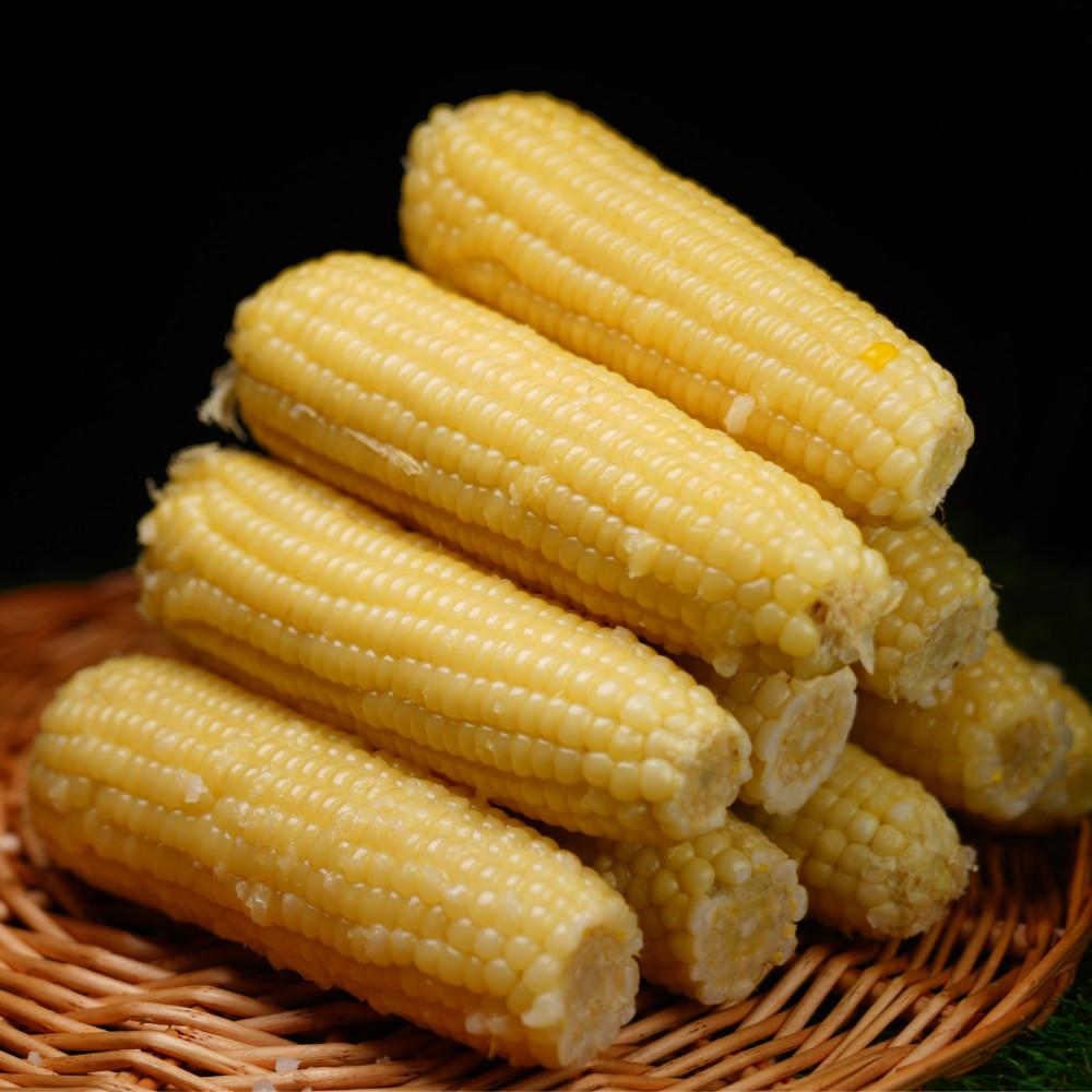 특상 사이즈 백찰 옥수수 10개