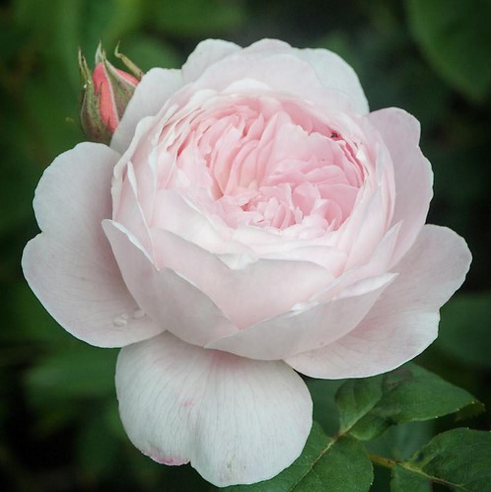 영국장미/세인트 세실리아(St.Cecilia)/데이비드오스틴장미(David Austin Rose)/관목