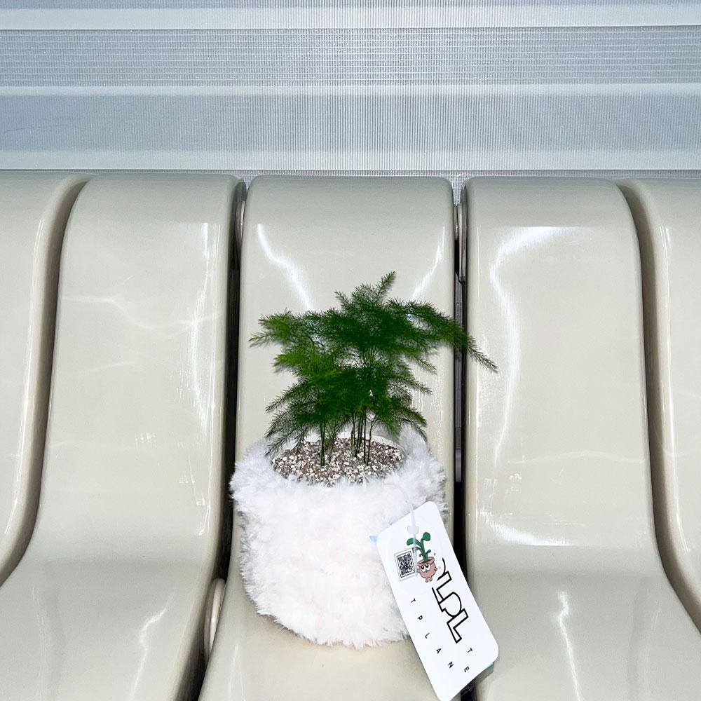 아스파라거스 나누스 X SNOW POT / 귀여운 화분선물 플랜테리어 키우기쉬운식물
