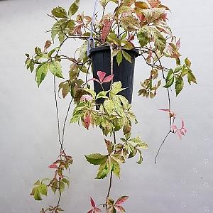 무늬고려담쟁이걸이분/길어요/동일품