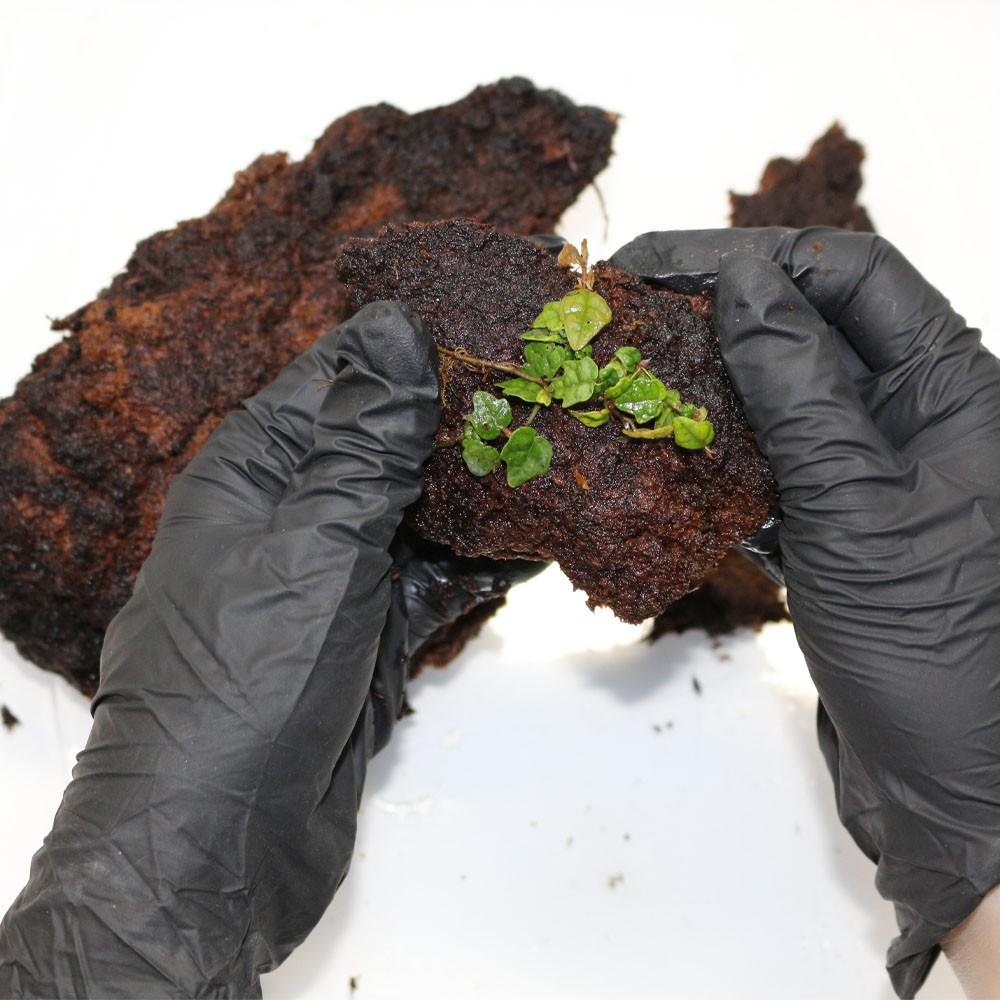 테라클로드 소량판매 식물전용 비바리움 팔루다리움 재료 베이스만들기 1L