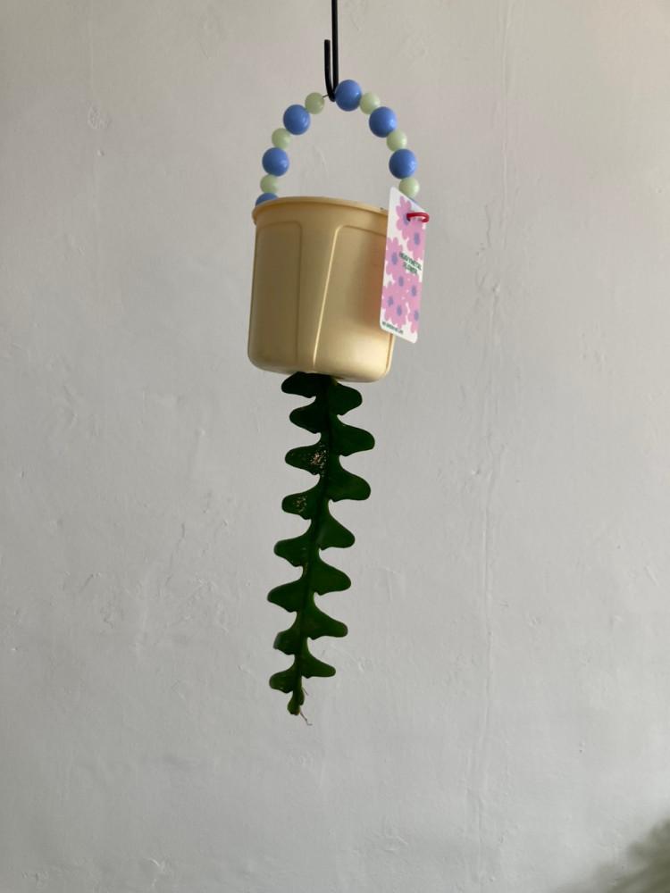 비즈행잉 립살리스쇼우