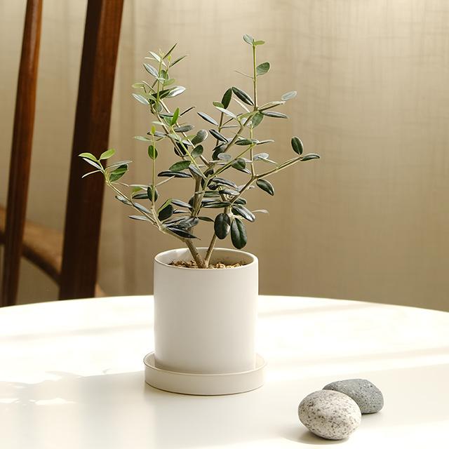 [plant] 나의 작은 올리브나무 식물화분set