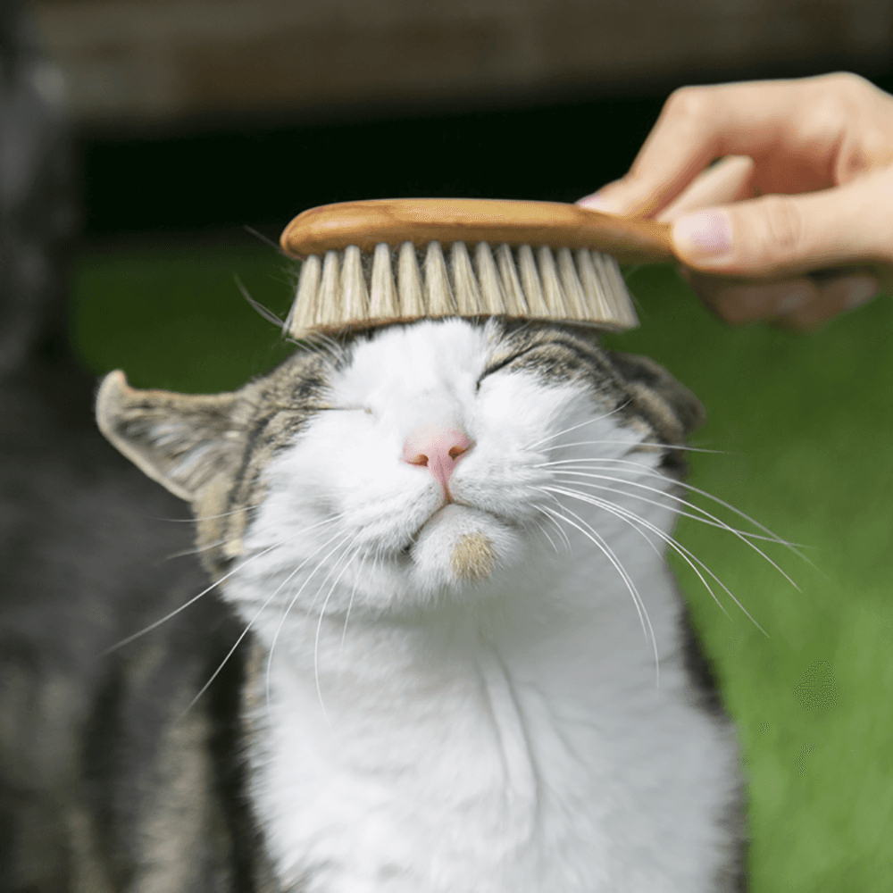 소프트카밍브러쉬(반려동물용 브러쉬) 돈모브러쉬 강아지 아기고양이 노령견 노령묘 입문용