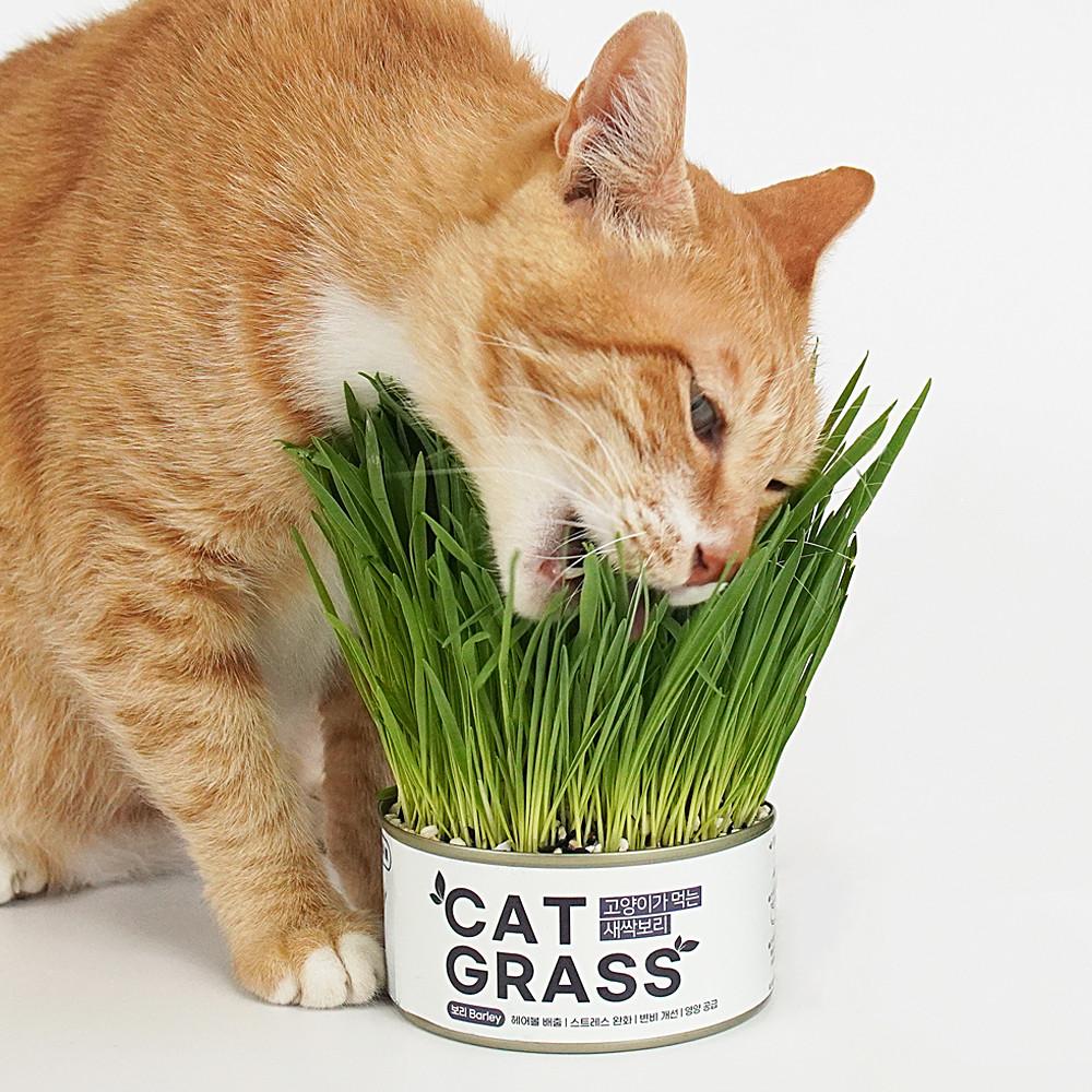 펫팀 고양이 캣그라스 재배키트 고양이풀 새싹보리