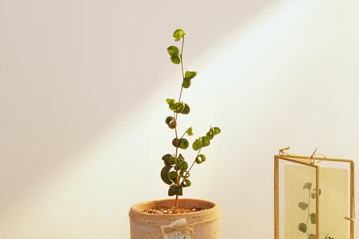 돌돌 말린 바로크 벤자민 수제 토분 화분 세트 (2 colors)