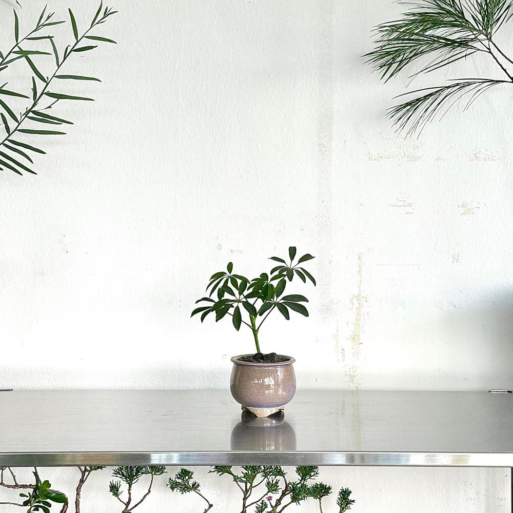 Only one 홍콩야자 키우기 쉬운 테이블 식물 플랜테리어