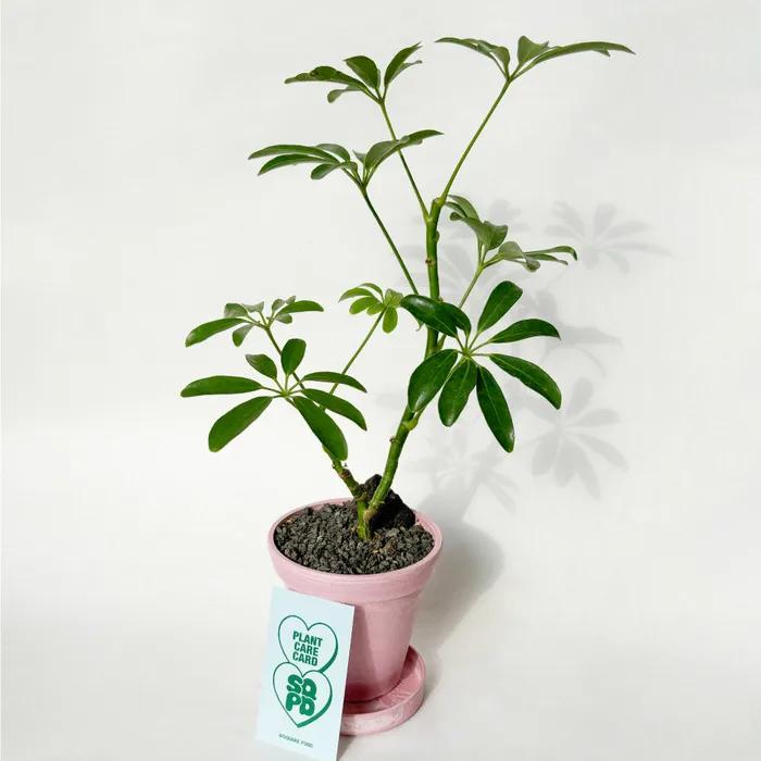 홍콩야자(쉐프렐라) 미니 화분