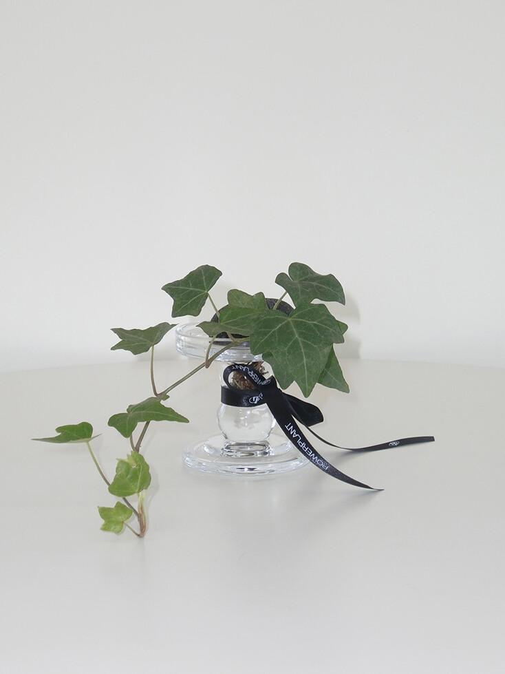 청아이비 (Hedera helix) 수경재배식물