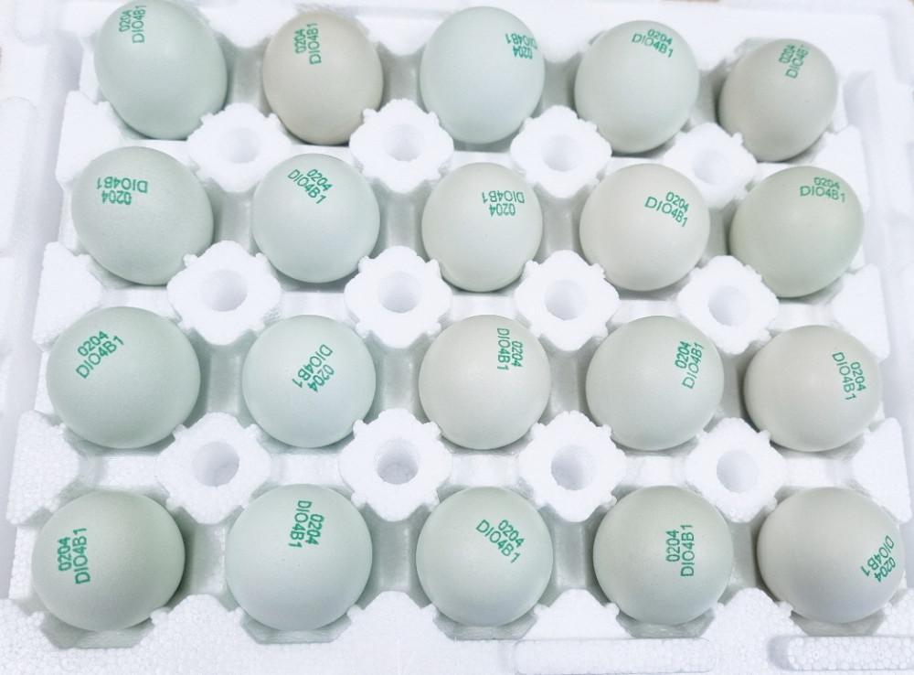 청란 청계란 청계알 초란 부화란 난각번호1번 유정란 계란 달걀 자연방사 무항생제