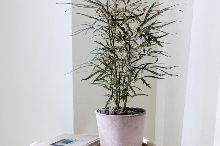 아랄리아 아라리오 멋스러운 플랜테리어