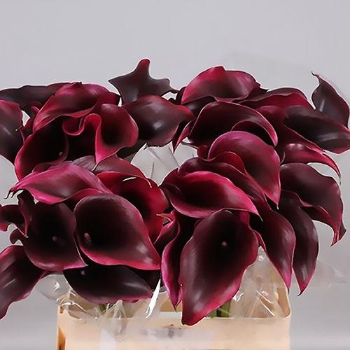 칼라 구근 - 루돌프