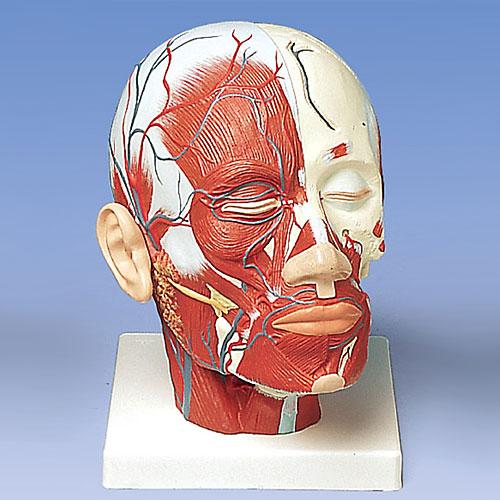 [3B] 혈관포함 얼굴근육모형 (VB128)
