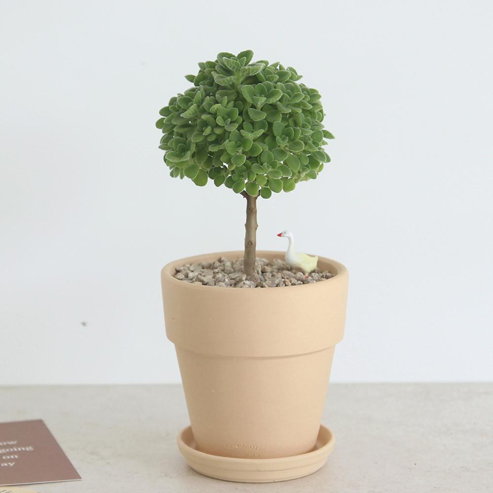 장미허브+토분 SET 외목대 토피어리 허브식물 다육식물