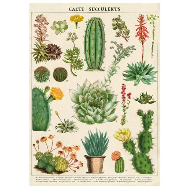 [카발리니][CAVALLINI] WRAP/POSTER - CACTI & SUCCULENTS / 카발리니 포스터 (50x70)