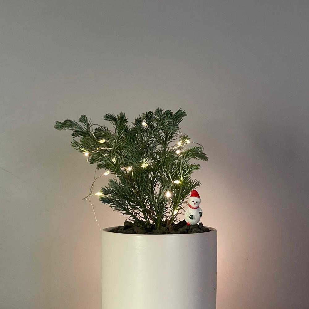 블루버드 크리스마스 생화 트리