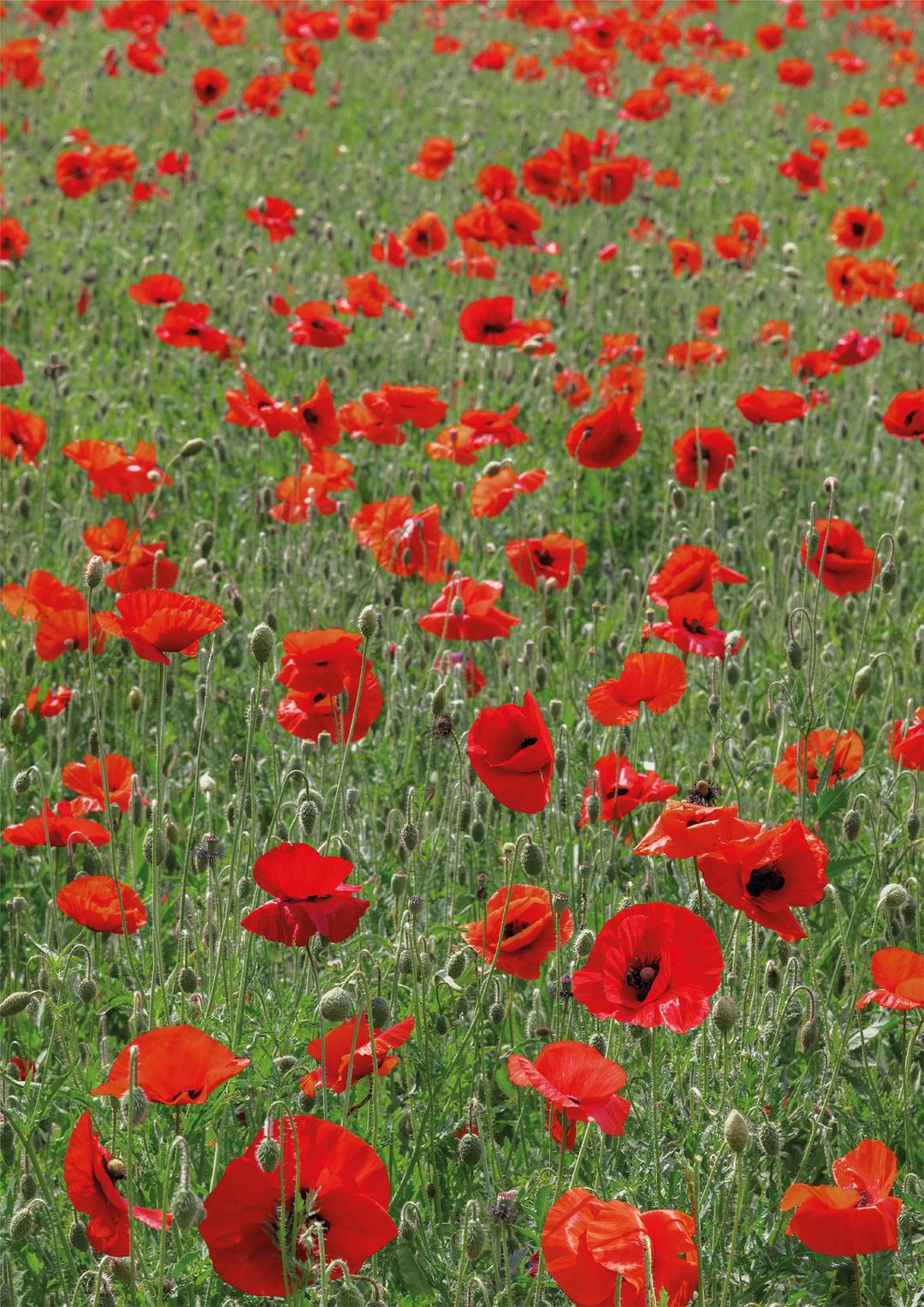 Poppy