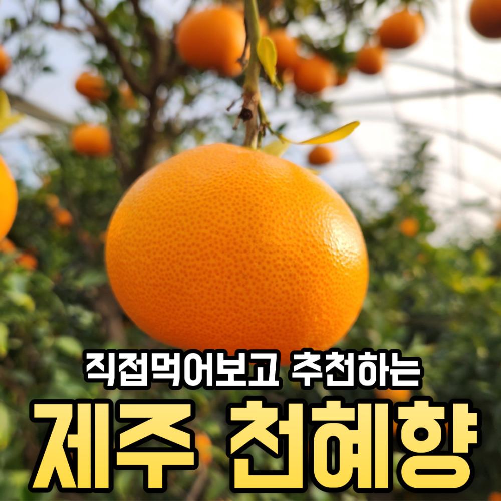 제주 천혜향 고당도 천혜향 가정용 선물용 3kg 5kg 10kg