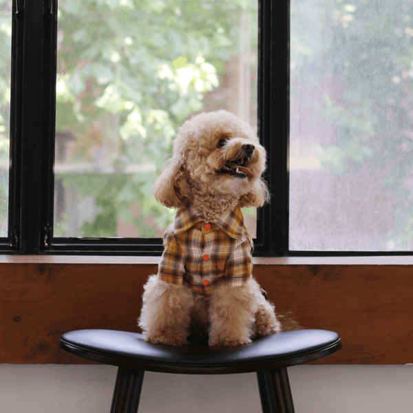 정과장의 어쿠스틱셔츠 [스윗콘]