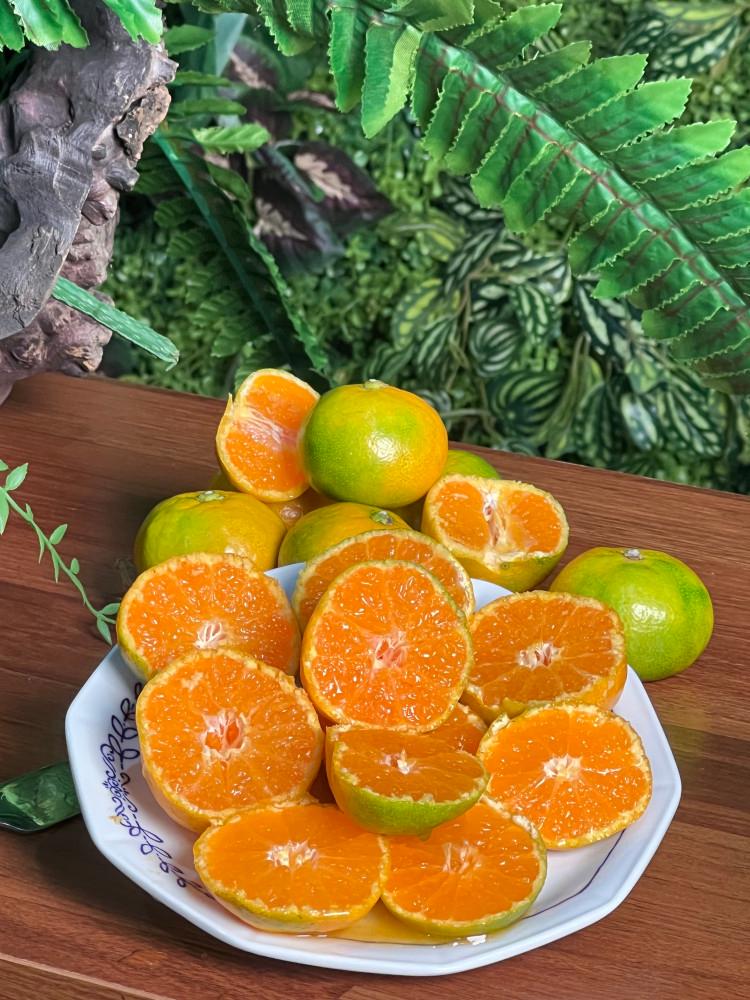 제주안에 당도선별 제주 감귤 하우스귤 로얄과 2kg