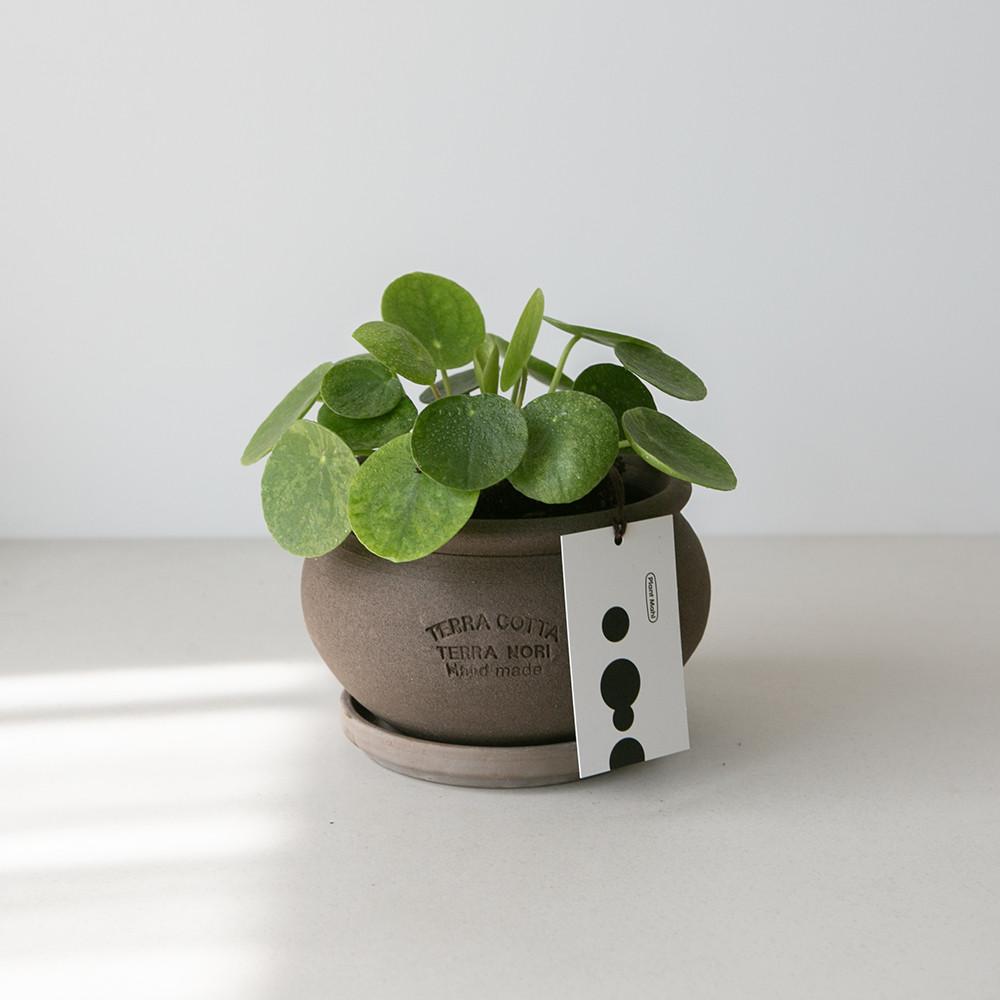 필레아페페 모히또 동글동글 인테리어식물