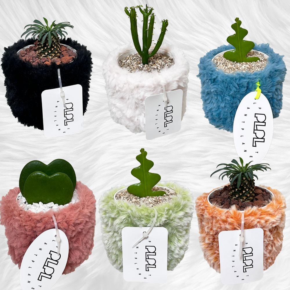 피쉬본 괴마옥 하트호야 연필선인장 x SNOW POT /플랜테리어 키우기쉬운식물 인테리어