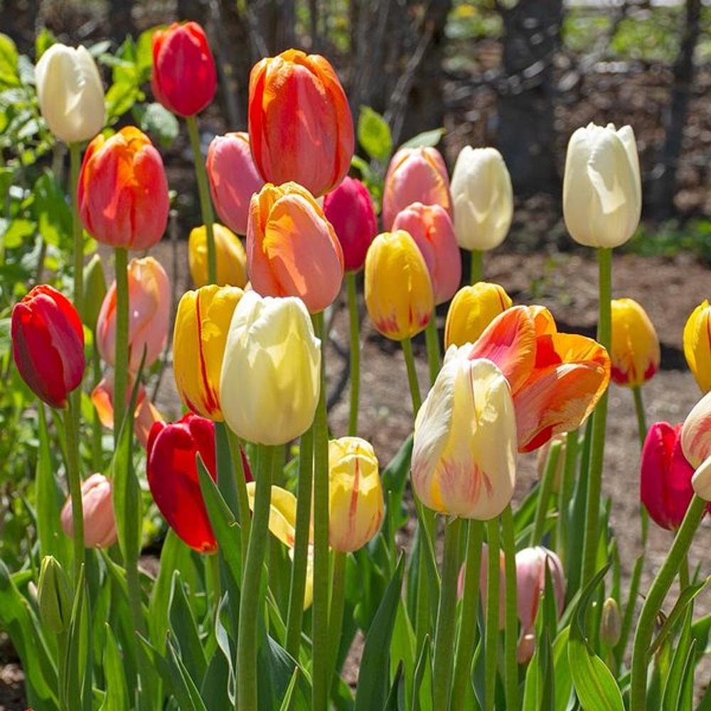 [풀떼기]  튤립 구근 추식 유럽직수입 오리지널