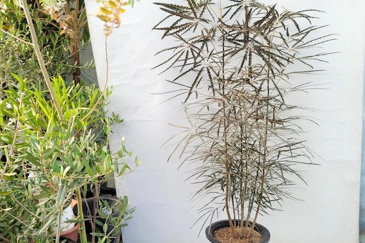 (배송일지정가능)아랄리아 플라스틱화분