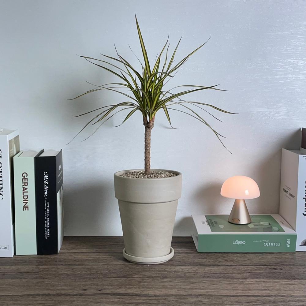 그늘에서잘자라는 드라세나마지나타 음지 반음지식물 드라세나