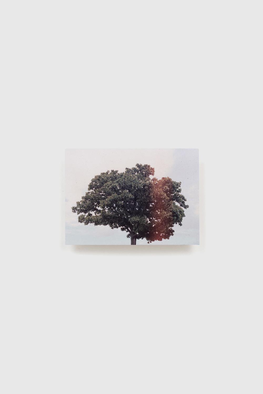 Postcard - Roots of Serenity